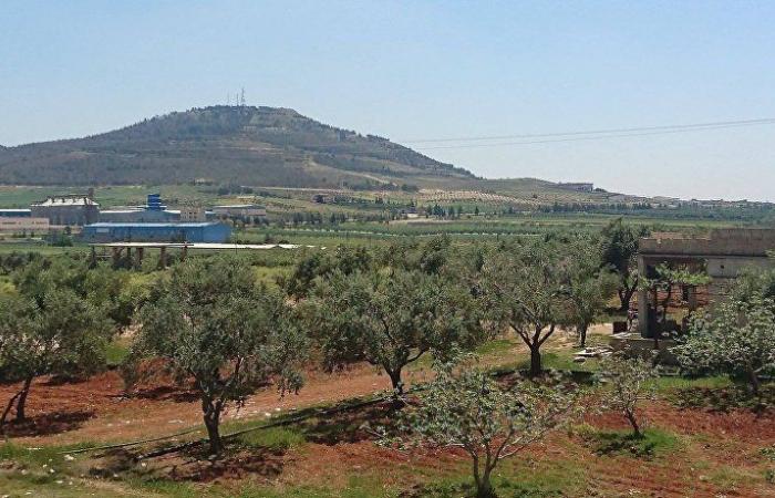 مسؤول سوري: إنتاج زيت الزيتون يتعافى تدريجيا ليصل إلى مستوياته الطبيعية