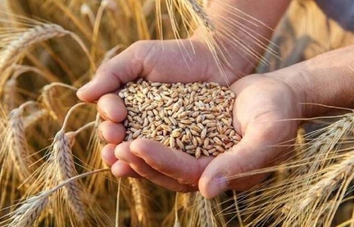 روسيا تحقق ثاني أكبر محصول من الحبوب في تاريخها خلال 2023