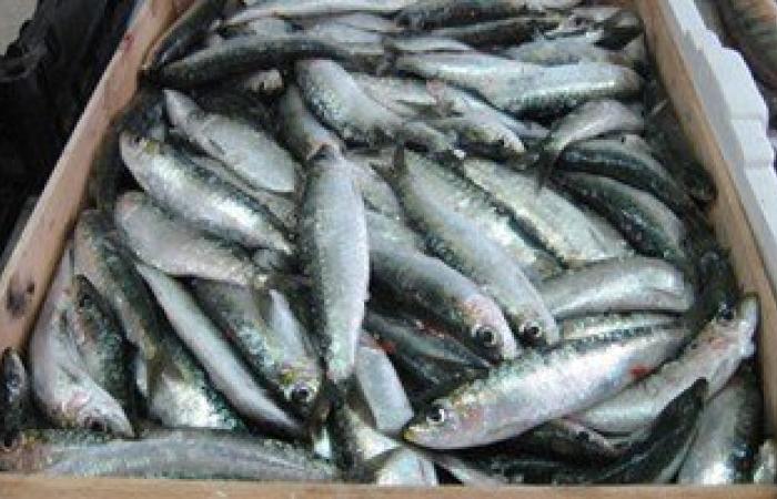 ضبط أسماك مملحة غير صالحة للاستهلاك الآدمى بسوهاج