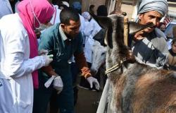 السودان: تصدير 59 ألف رأس من الإغنام والإبل إلي السعودية في أسبوع