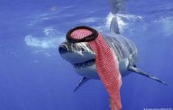 القرش السعودي يثير حالة من السخرية في مواقع التواصل