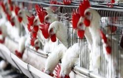 أميركا تحظر واردات الدواجن الأسترالية بسبب إنفلونزا الطيور