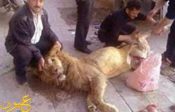 سوريون يذبحون "أسدًا" ويسلخونه بسبب الجوع!