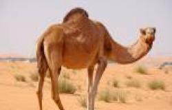 اكتشاف فيروس «كورونا» في 3 «إبل» بدولة قطر