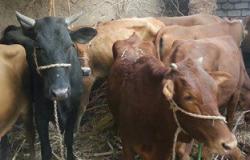 "الزراعة": تستقبل 15 ألف رأس ماشية من 3 دول للذبيح الفورى والطرح بالأسواق