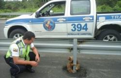 صور| شرطة الإكوادور تنقذ حيوان «كسلان» حاول عبور الطريق السريع