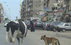 بالصور.. المواشى والكلاب الضالة ظاهرة تشوه الوجه الحضارى للأحياء ببورسعيد