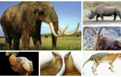 بالصور.. أشهر عشر أسماء حيوانات منقرضة في العالم