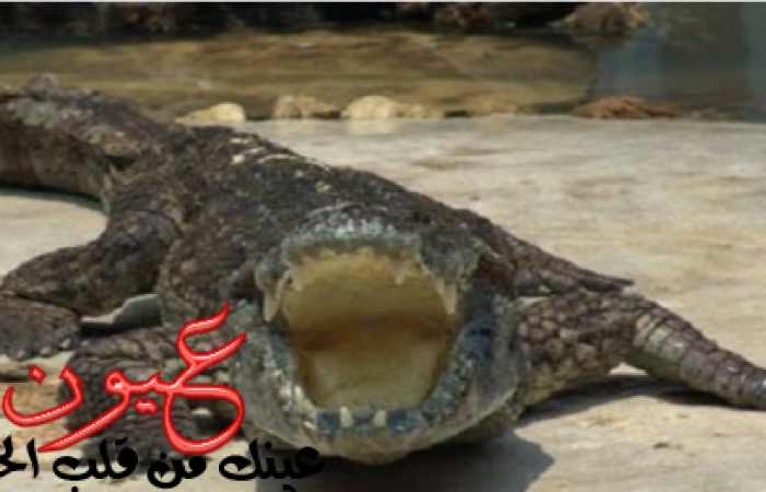 بالفيديو || اصطياد تمساح مفترس بالقليوبية وحالة من الرعب تسيطر على الأهالي والري تصرح بأن سد النهضة سبب انتشار التماسيح بالقاهرة والدلتا