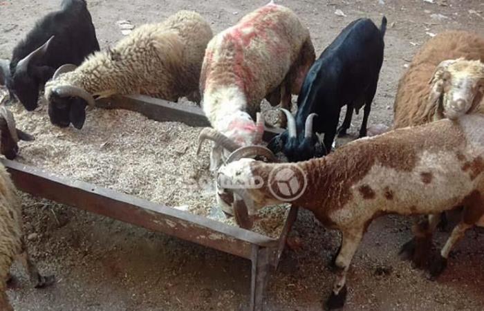 بالصور- خروف العيد في كفر الشيخ "للفُرجة فقط".. وتجار: أسعار الأعلاف السبب