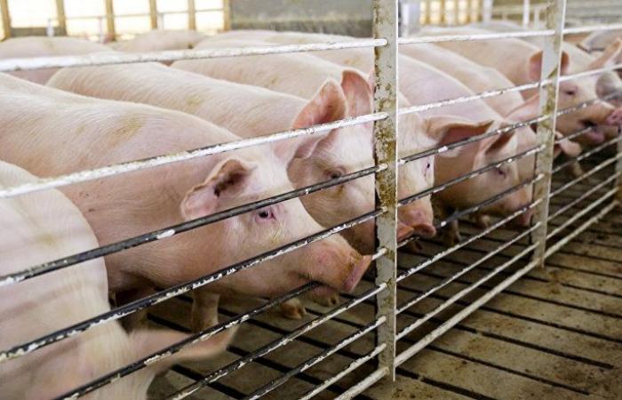 المغرب يعلن وفاة 9 أشخاص إثر الإصابة بانفلونزا الخنازير