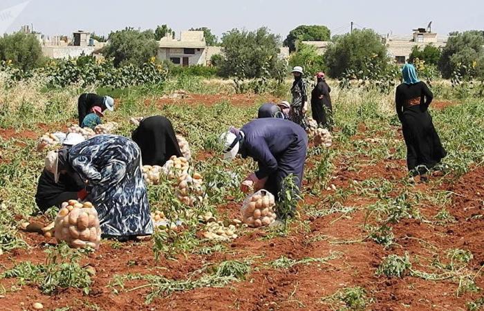 بلدة تحاذي خطوط التماس شمال حماة وتنتج أفضل أنواع البطاطا في العالم (فيديو وصور)