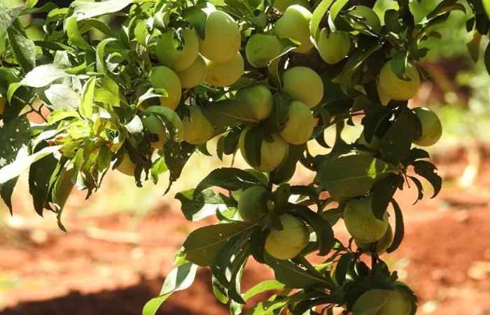 بلدة تحاذي خطوط التماس شمال حماة وتنتج أفضل أنواع البطاطا في العالم (فيديو وصور)