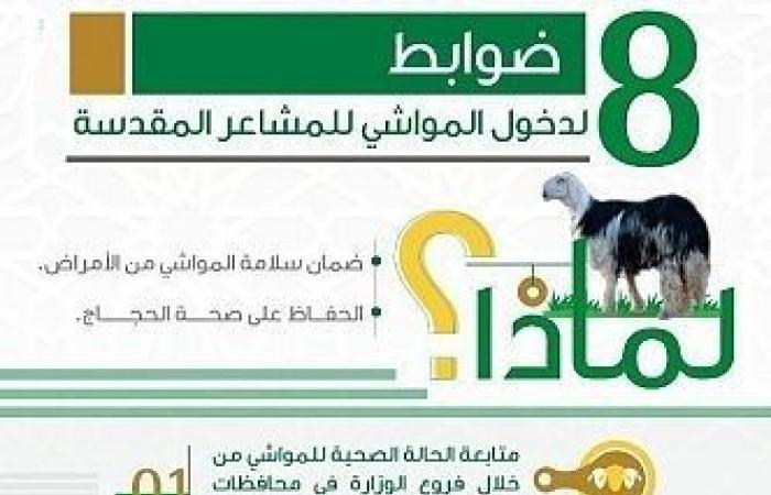 إنفوجرافيك.. البيئة السعودية تحدد 8 ضوابط لدخول المواشي للمشاعر