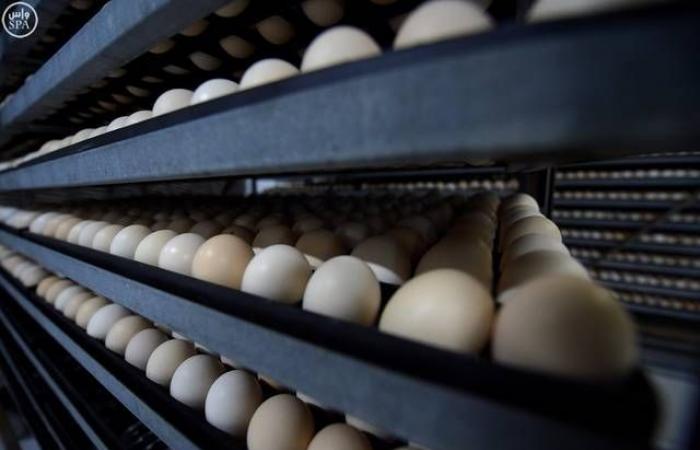 الزراعة السعودية: استيراد كميات إضافية من البيض خلال أيام
