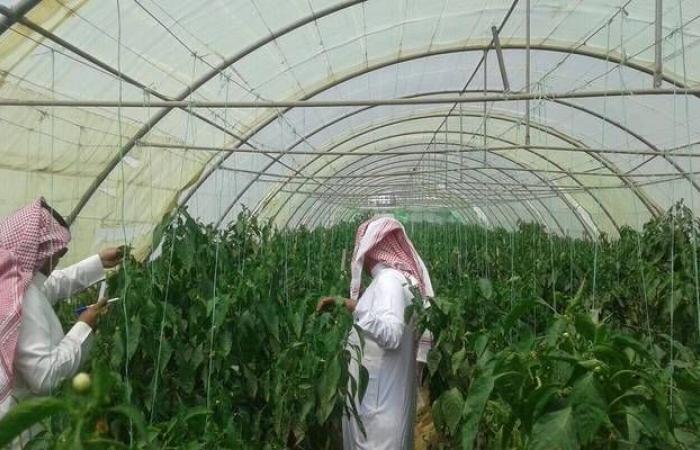 الصندوق الزراعي السعودي يبدأ استقبال طلبات القروض العادية بمنطقة الدرع العربي