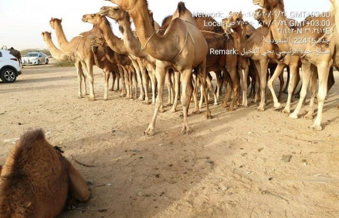 برئاسة البيئة.. لجنة رباعية تتلف 15 حظيرة لبيع حليب الإبل بجدة