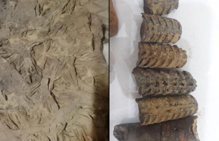 مهتم  يعثر على أحافير في تبوك وتيماء تعود للعصر الأردوفيشي قبل ٤٨٠ مليون سنة