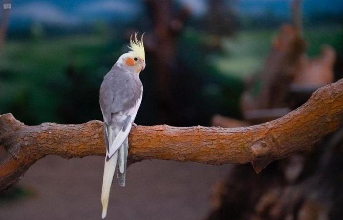 23 نوعًا تتجول وتحاور الزوار.. صور من حديقة الطيور "بيرد بارك" بالطائف