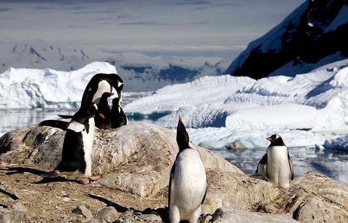غير مسبوقة منذ 31 عامًا.. "أنتاركتيكا" تسجل أعلى معدلاتها بدرجات الحرارة