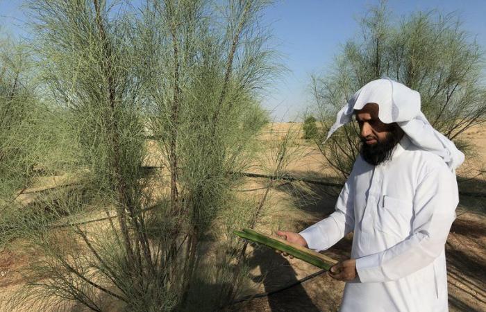 شاهد.. مواطنان يزرعان 21 ألفًا من شجرة "البان" العربي في الأفلاج