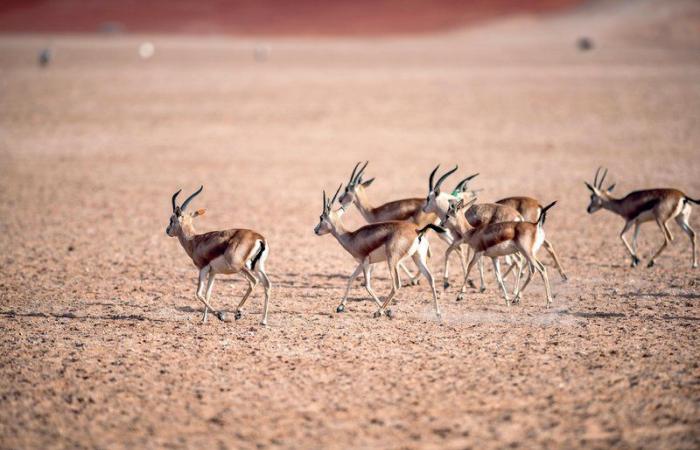 بهذه الطرق وفرت أرامكو ملاذاً آمناً للكائنات الحية في مناطق أعمالها