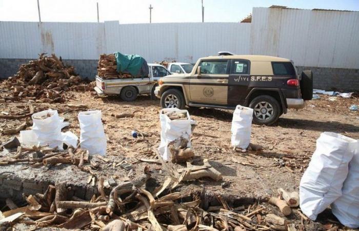 القوات الخاصة للأمن البيئي تضبط 93 طنًا من الحطب المحلي المعد للبيع في الرياض
