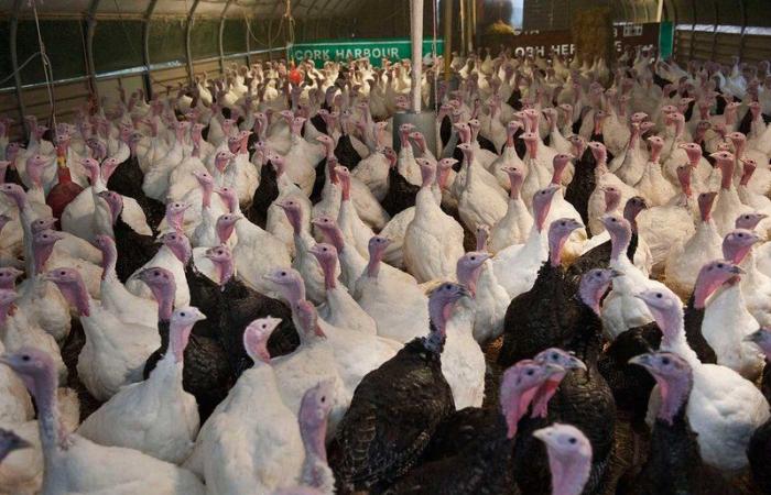 "إنفلونزا الطيور" يداهم بريطانيا.. وإعدام 10500 طائر لمنع تفشي الوباء