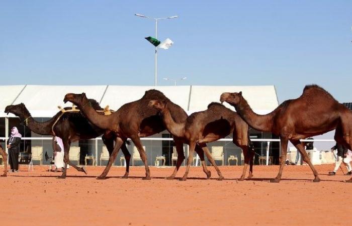 مهرجان الإبل.. الإماراتي "المنهالي" يفوز بشلفا ولي العهد فئة لون المجاهيم