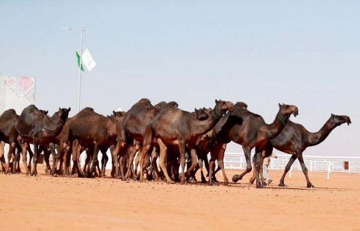 "ابن نادر" أول حاملي "بيرق المؤسس" في مهرجان الإبل