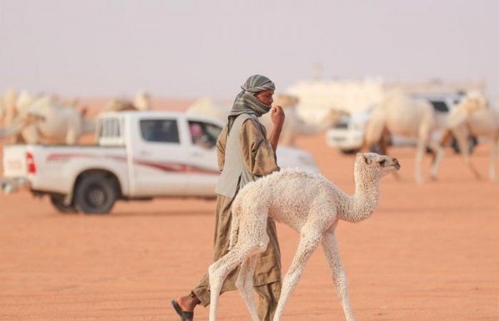 إبل الصياهد تكرِّم رعاتها في ميدان أغلى المهرجانات