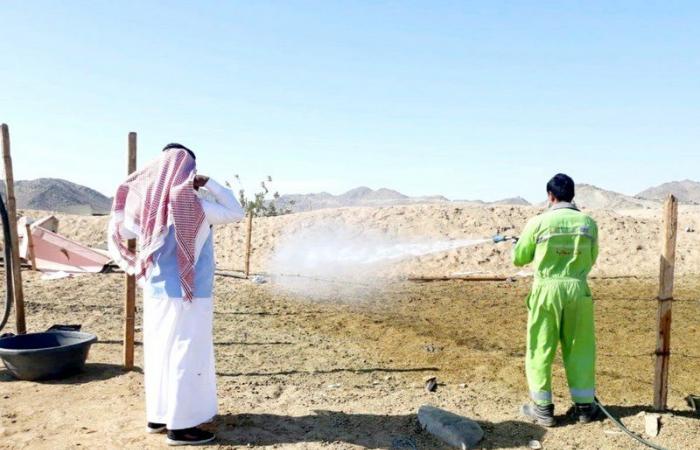 "البيئة" تضبط 4 حظائر مخالفة لبيع حليب الإبل في جدة