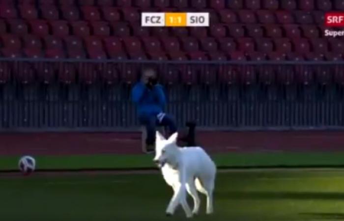 بالفيديو.. كلب يتسبب في إيقاف مباراة بالدوري السويدي