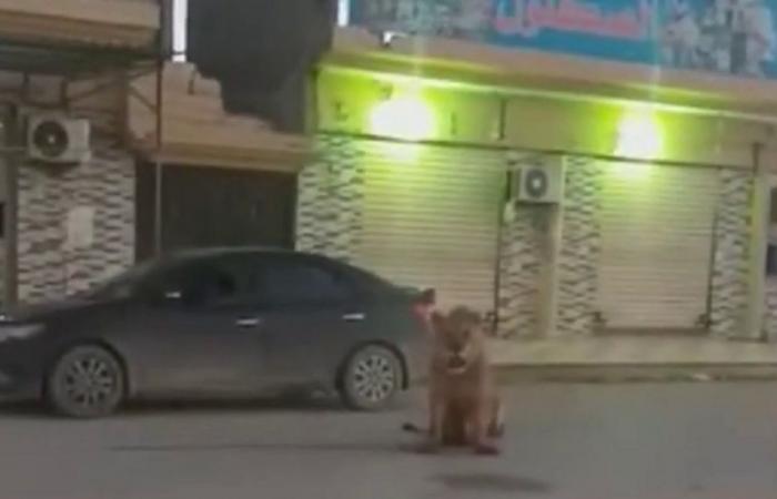 فيديو.. شاهد ما فعله أسد بأحد شوارع بنغازي الليبية