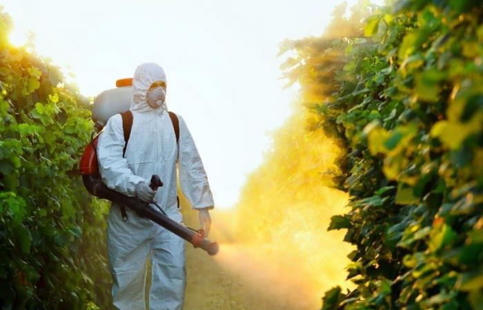 تحذير.. دراسة فرنسية تكشف العلاقة بين المبيدات الحشرية وسرطان الدم