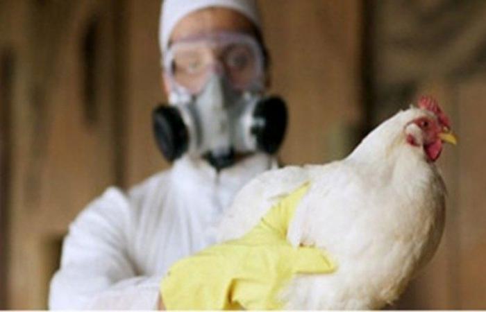 هل يمكن تفشّي إنفلونزا الطيور بين البشر؟.. الصحة العالمية تحسم الأمر
