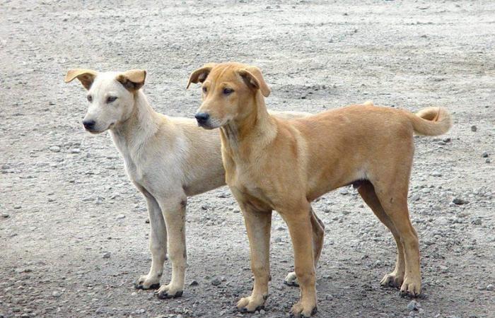 "أمانة مكة": التهجير إحدى طرق التخلص من الكلاب الضالة غير الخطيرة