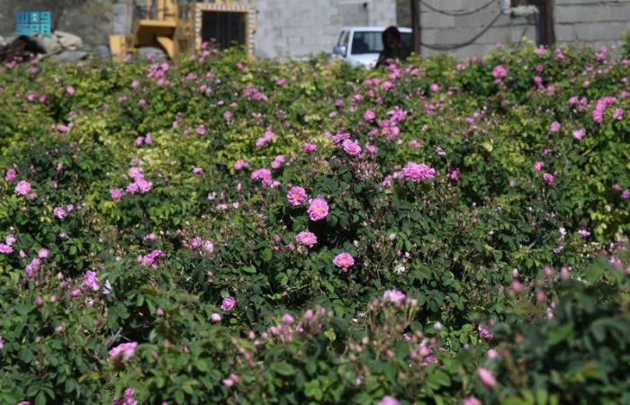 فريق متخصص من دارة الملك عبدالعزيز يوثّق مزارع الورد الطائفي