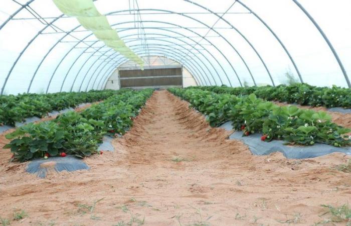 بدأ بـ 300 شلتة ووصلت إلى 10 آلاف.. قصة نجاح مواطن بتيماء في زراعة وإنتاج الفراولة