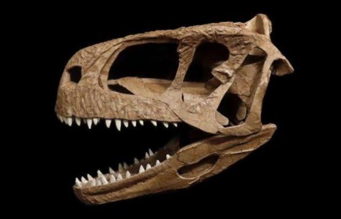 بالصور.. "رأس ديناصور" عمرها 85 مليون سنة.. اكتشفت في هذه المنطقة
