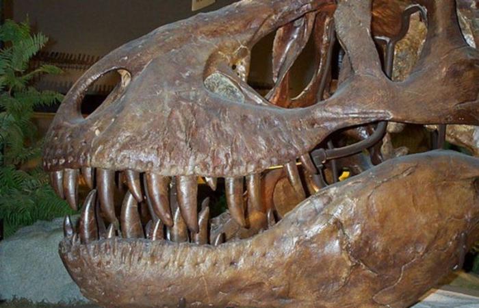 بالصور.. "رأس ديناصور" عمرها 85 مليون سنة.. اكتشفت في هذه المنطقة