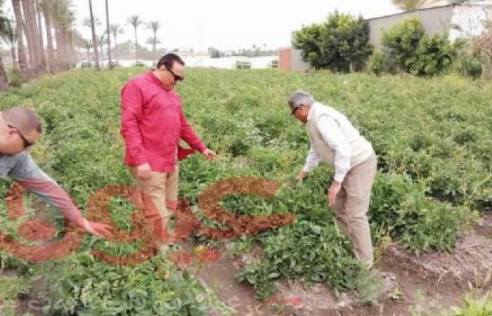 وكيل وزارة الزراعة بدمياط يتابع زراعات الطماطم بنواحي المحافظة