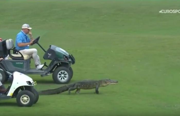 بالفيديو.. تمساح يقتحم ملعب غولف في لويزيانا الأمريكية