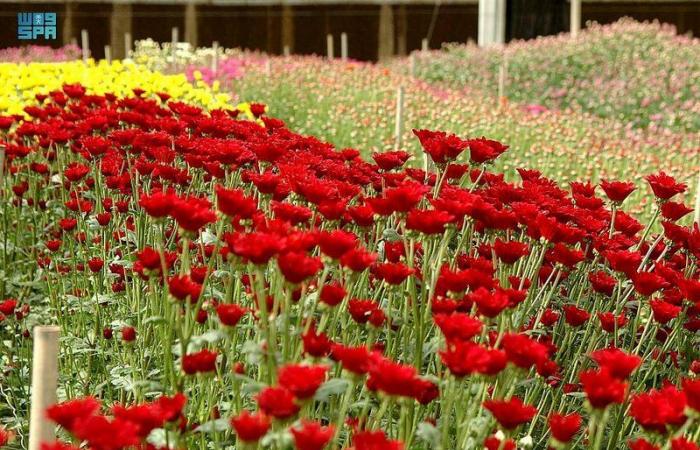 الورود.. أكثر هدايا العيد بتبوك تحمل بأنواعها وألوانها معاني ودلالات
