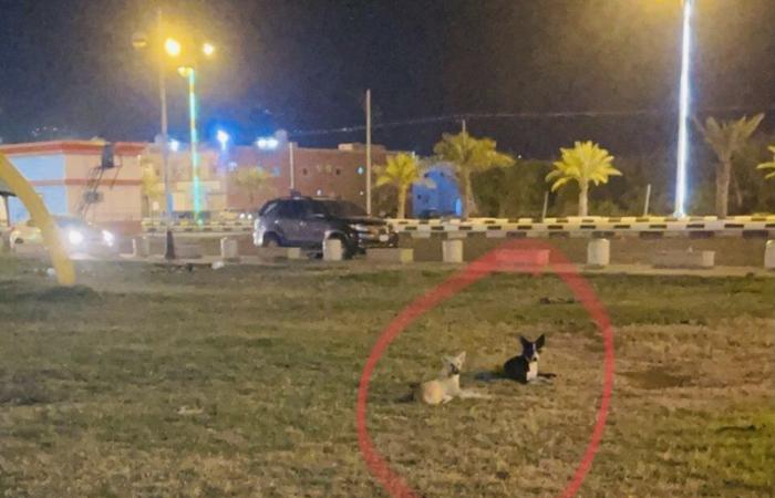 بعد مقتل "شهد".. شاهد كلاباً مسعورة تقاسم أطفال "رخ العارضة" ألعابهم