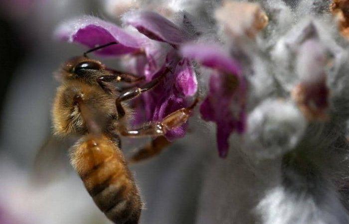 "الكائن الخارق".. دراسة تكشف عن حقائق مذهلة حول "لسعة النحل"