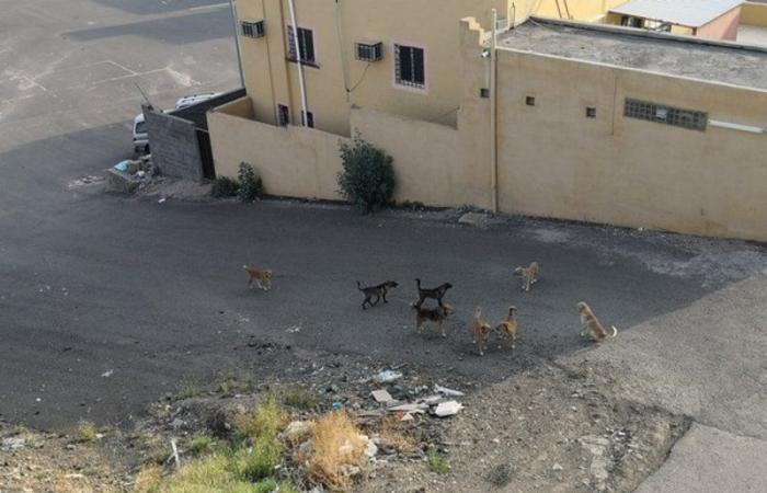 الكلاب الضالة تثير الذعر لسكان أحياء بأبها بينها مدينة سلطان