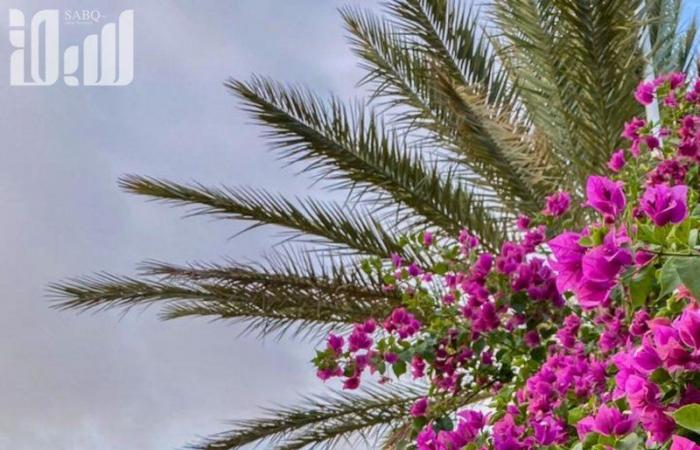 "أمانة الطائف" تجهز المواقع السياحية والحدائق لاستقبال الزوار وفق احترازات مشددة