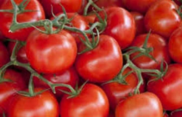 الزراعة: أسعار الطماطم مرضية للمستهلك والمزارع