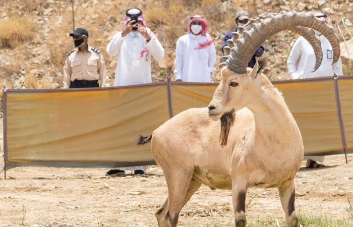 لأول مرة في الباحة.. إطلاق 20 وعلًا جبليًّا مهددة بالانقراض في بلجرشي